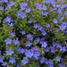 Lithodora Diffusa