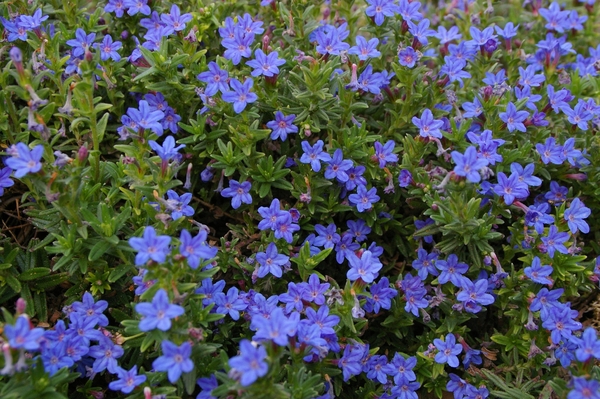 Lithodora Diffusa