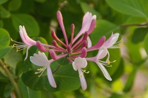 Lonicera