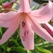 Crinum