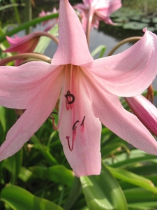 Crinum