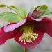 Helleborus Niger