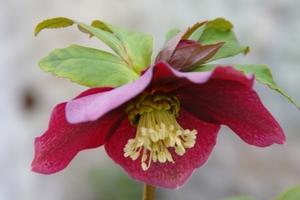 Helleborus Niger