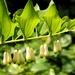 Polygonatum