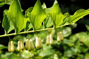 Polygonatum