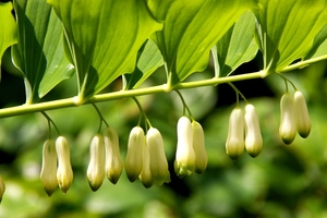 Polygonatum