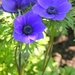 Anemone