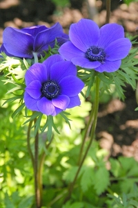 Anemone