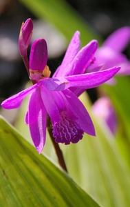 Bletilla striata