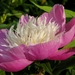 Paeonia Bowl of Beauty