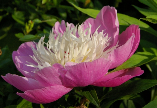 Paeonia Bowl of Beauty