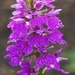 Dactylorhiza