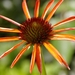 Echinacea Art\'s Pride