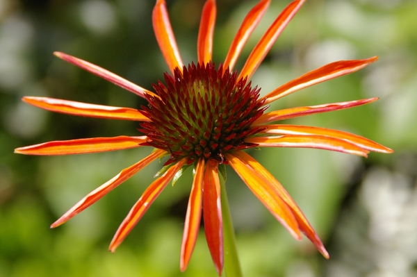 Echinacea Art\'s Pride