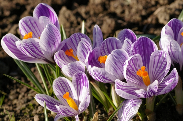 Crocus