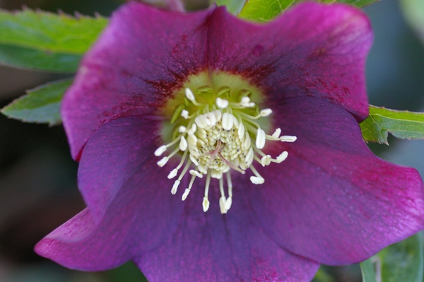 Helleborus Niger