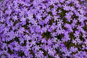 Phlox douglasii