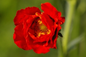 Geum