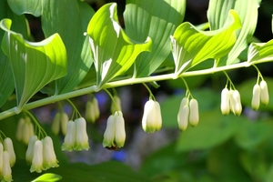 Polygonatum