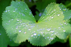 Druppels op Alchemilla mollis blad