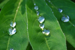 Druppels op Lupineblad