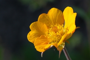 Geum