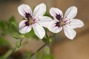 Erodium guttatum