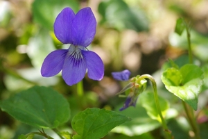 Viola odorata