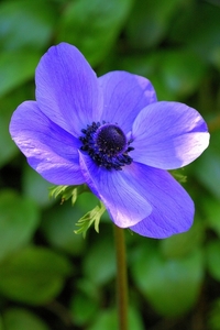 Anemone