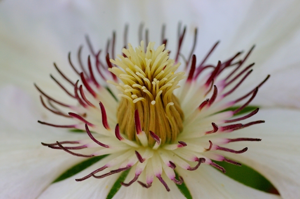 Clematis