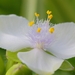 Tradescantia