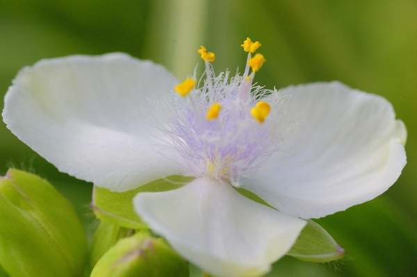 Tradescantia