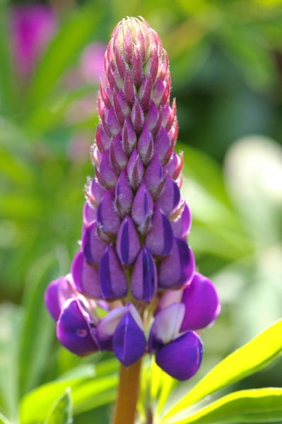 Lupine