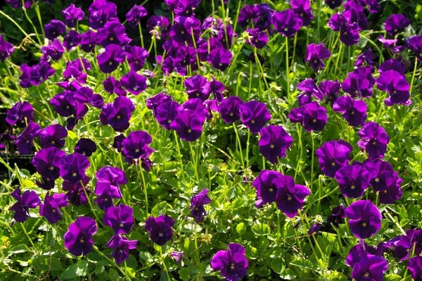 Viola Martin