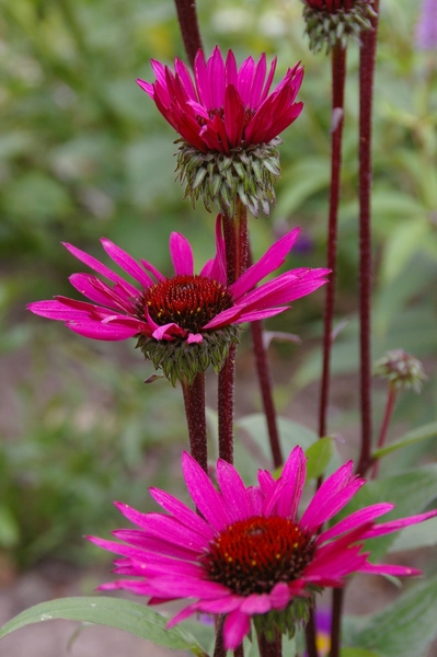 Echinacea