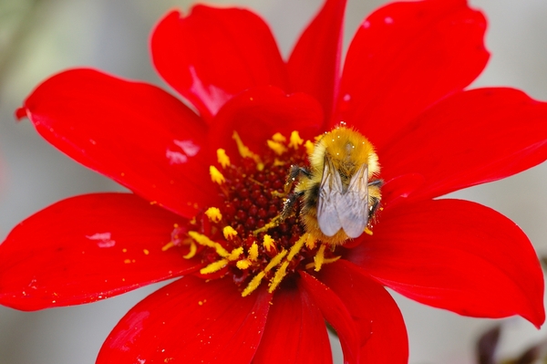 Dahlia Bishop of Llandaff
