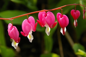 Dicentra Spectabilis