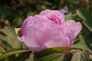 PAEONIA