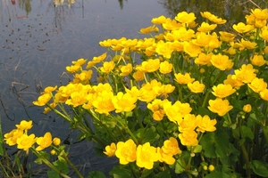 Caltha palustris