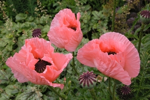 Papaver orientale