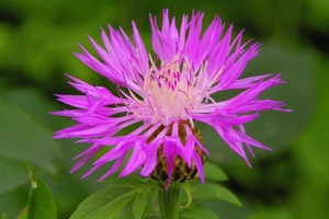 Centaurea Montana