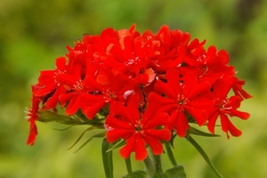 Lychnis Chalcedonica = Brandende Liefde