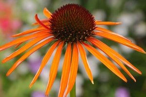 Echinacea Art\'s Pride