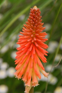 Kniphofia