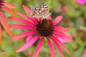 Echinacea