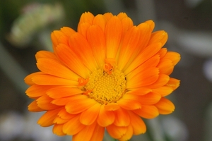 Calendula