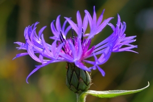 Centaurea Montana