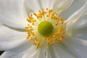 Anemone Japonica