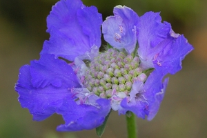 Scabiosa