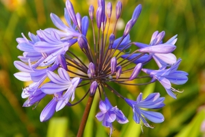 Agapanthus